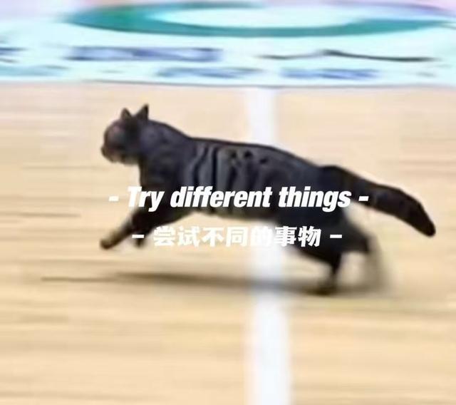 开云APP-惊现哈基米！广东四川CBA比赛中场地内跑进一只小猫